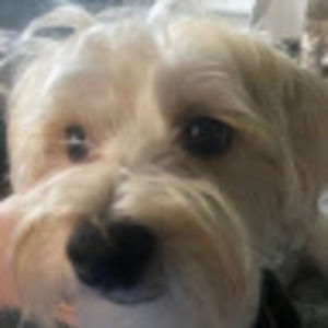 Meet your Posher, Bobbi